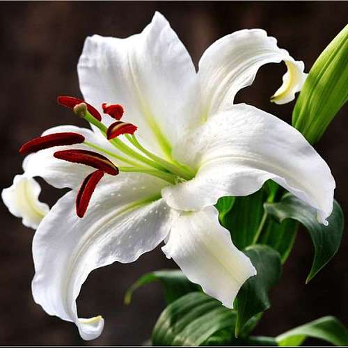 Oriental Lily-Siberia Two Heads fresh cut rose wholesale from China