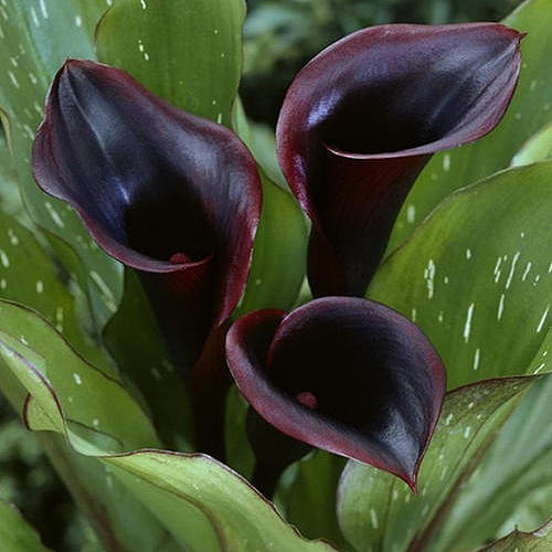 Calla Lily-Black fresh cut rose wholesale from China