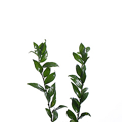 Evergreen leaf fresh cut rose wholesale from China