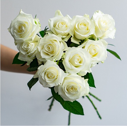 Rose-Proud（large bloom） fresh cut rose wholesale from China