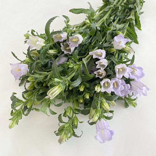 Campanula Purple fresh cut rose wholesale from China