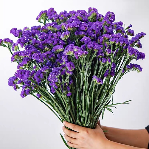 Statice-Purple fresh cut rose wholesale from China