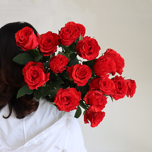 Rose-Cherish fresh cut rose wholesale from China