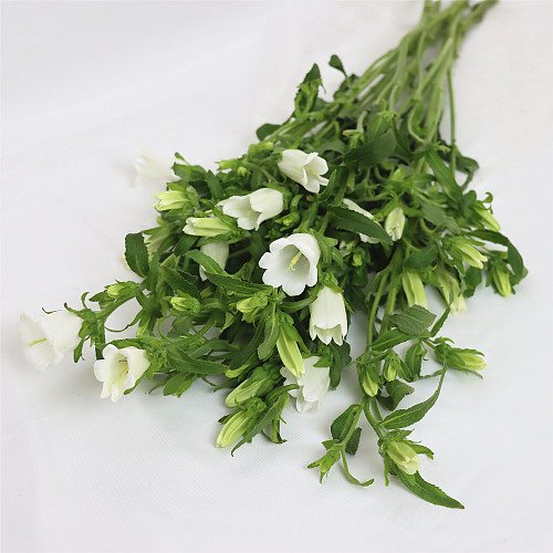 Campanula White fresh cut rose wholesale from China