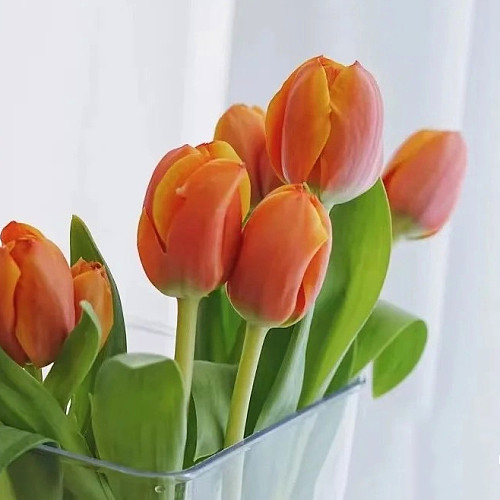 Tulip-Orange fresh cut rose wholesale from China