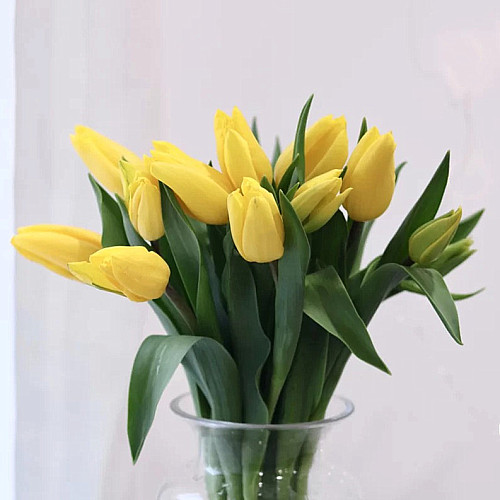 Tulip-Yellow fresh cut rose wholesale from China