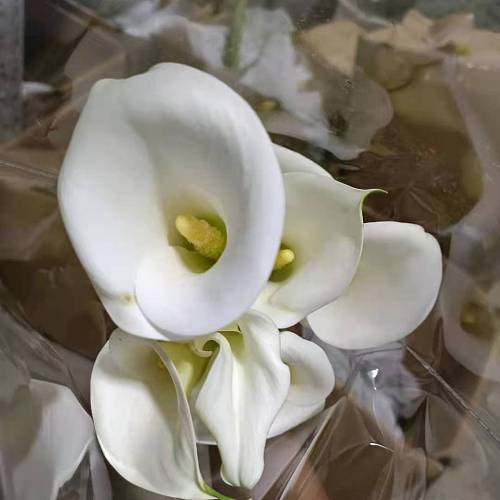 Calla Lily-White fresh cut rose wholesale from China