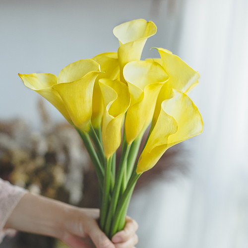 China Calla Lily-Yellow fresh cut rose wholesale from China