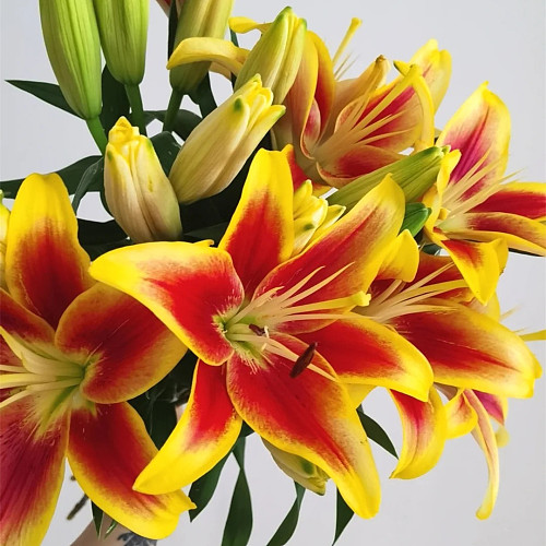 Asiatic Lily-Crown Three Heads fresh cut rose wholesale from China