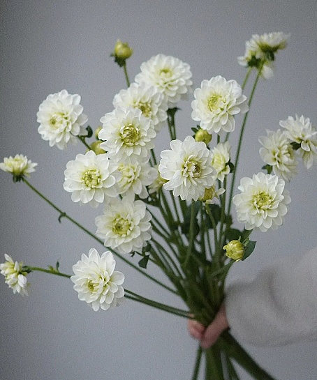 Dahlia-White fresh cut rose wholesale from China