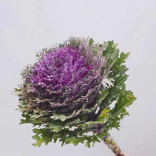 Brassica Zigzag Purple fresh cut rose wholesale from China