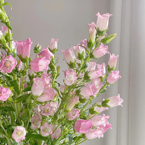 Campanula Pink fresh cut rose wholesale from China