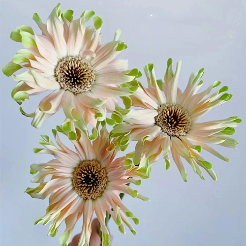 Pastini Gerbera-Jakarta fresh cut rose wholesale from China