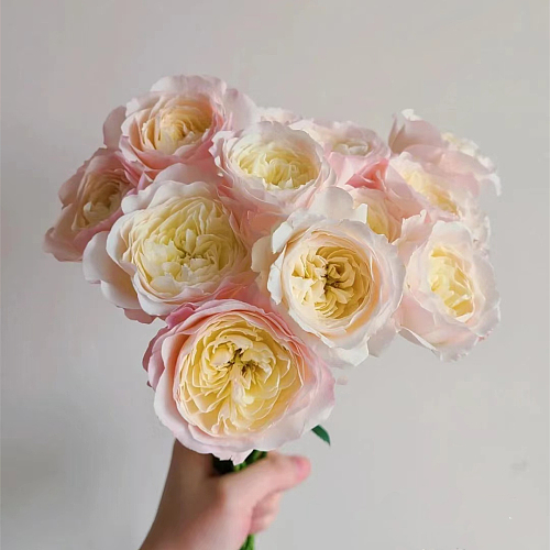 Rose-Kayla fresh cut rose wholesale from China