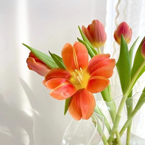 Tulip‑Grapefruit fresh cut rose wholesale from China