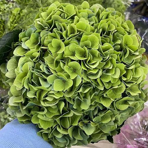 Hydrangea-Old Green fresh cut rose wholesale from China