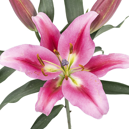 Oriental Lily-Plafendo Two Heads fresh cut rose wholesale from China