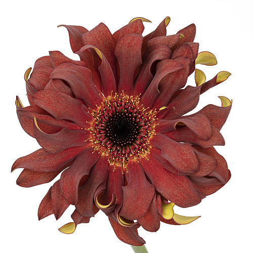 Pasta Gerbera-Moroccan fresh cut rose wholesale from China