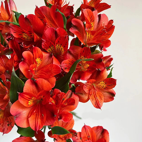 Alstroemeria-Red fresh cut rose wholesale from China