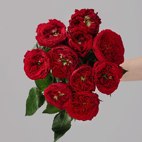 Rose-Tess fresh cut rose wholesale from China