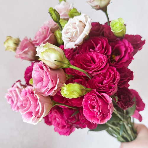 Eustoma-Wine Red fresh cut rose wholesale from China