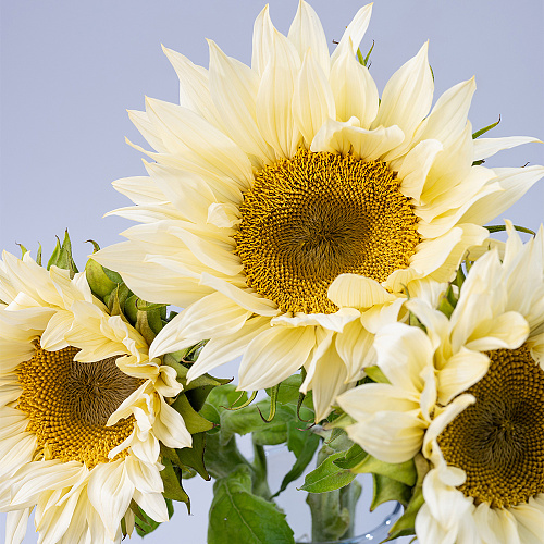 Sunflower Cream fresh cut rose wholesale from China