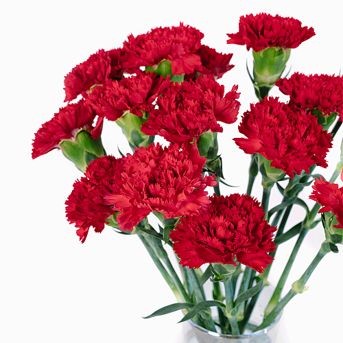 Sim Carnation Hongfu Premium fresh cut rose wholesale from China