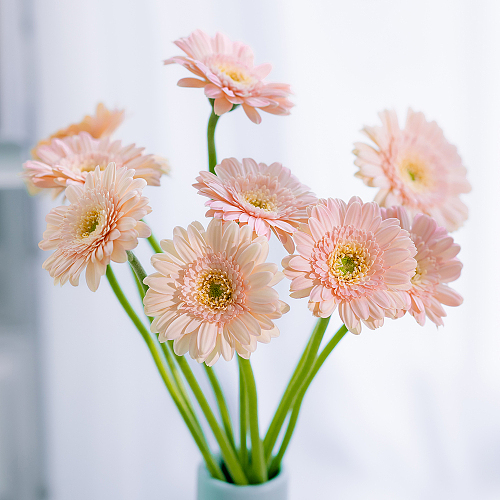 Mini Gerbera-Santorini fresh cut rose wholesale from China