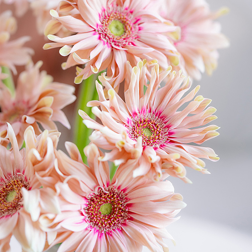 Pasta Gerbera-Rosata fresh cut rose wholesale from China
