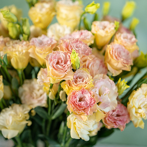 Eustoma Champagne fresh cut rose wholesale from China