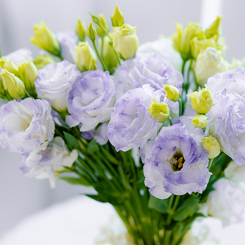 Eustoma-Ash Gray fresh cut rose wholesale from China