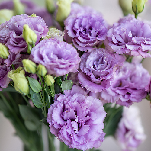 Eustoma Purple Wave fresh cut rose wholesale from China