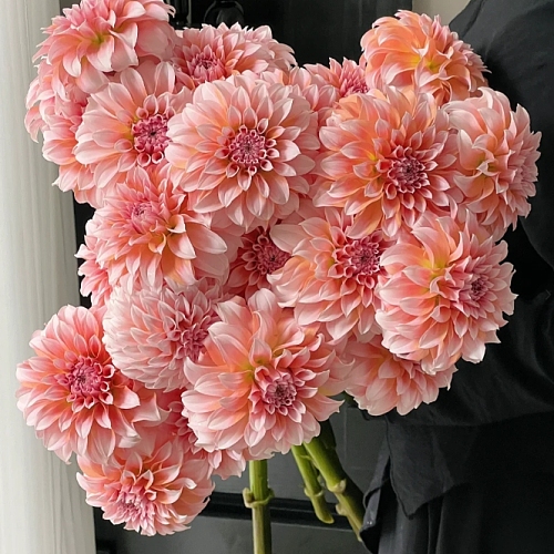 Dahlia-Cream Peach fresh cut rose wholesale from China