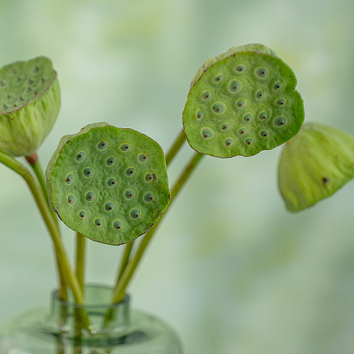 Lotus Pod fresh cut rose wholesale from China