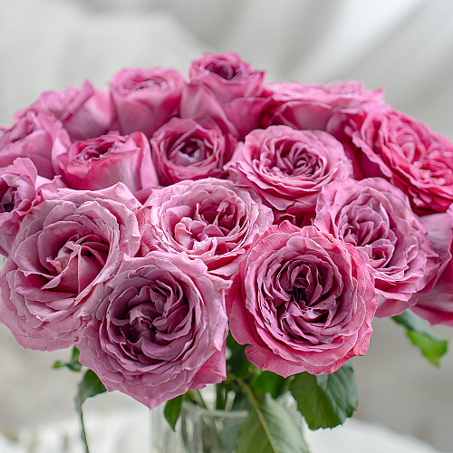 Rose-Longing fresh cut rose wholesale from China