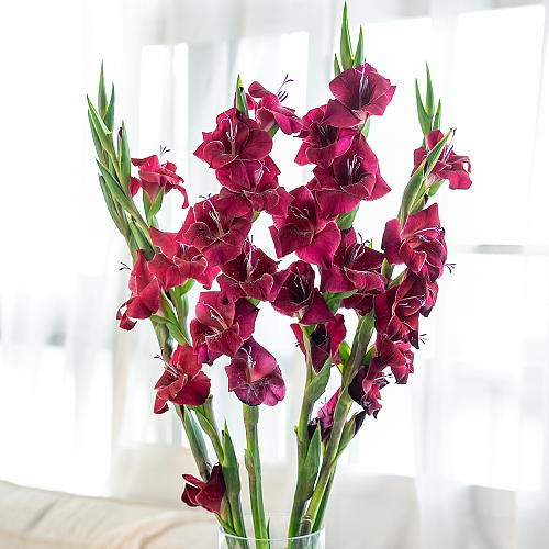 Gladiolus-Velours Noir fresh cut rose wholesale from China