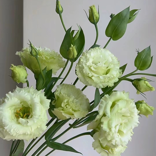 Eustoma-Wave Green fresh cut rose wholesale from China