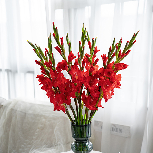 Gladiolus-Red fresh cut rose wholesale from China