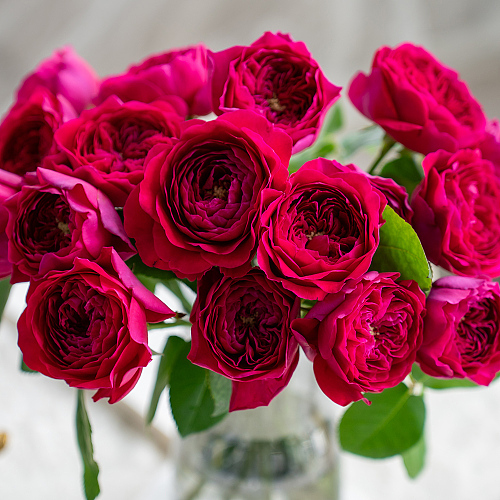 Rose-Dacey fresh cut rose wholesale from China