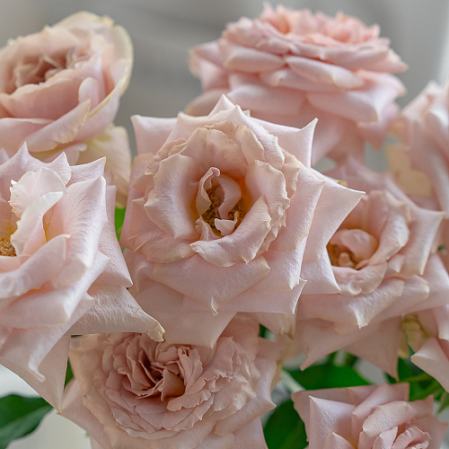Rose-Quick Sand fresh cut rose wholesale from China
