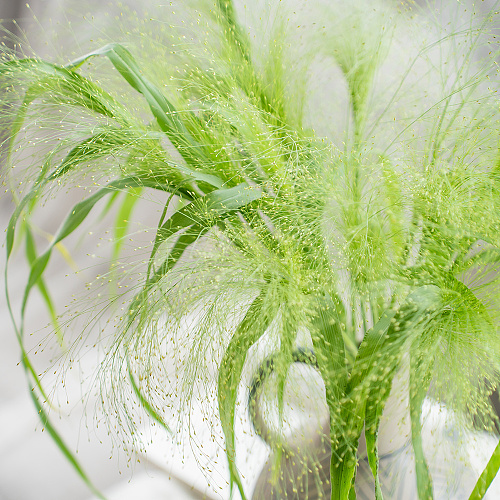 Panicum fresh cut rose wholesale from China