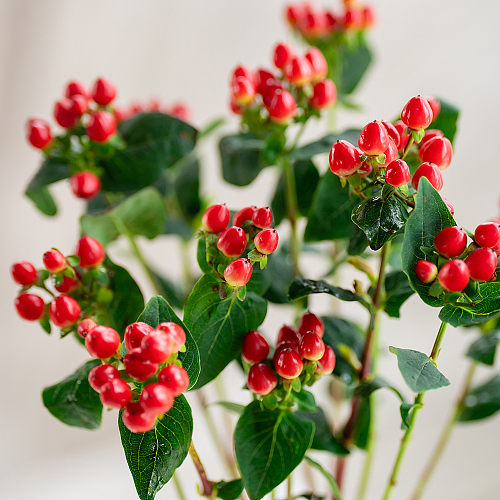 Hypericum-Crystal Beans fresh cut rose wholesale from China