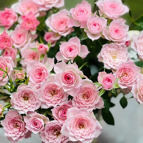 Spray Rose-Perfect Sweet（Mini bud） fresh cut rose wholesale from China