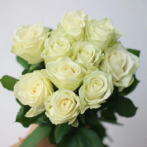 Rose-White fresh cut rose wholesale from China