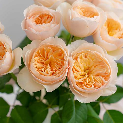 Rose-Juliet fresh cut rose wholesale from China
