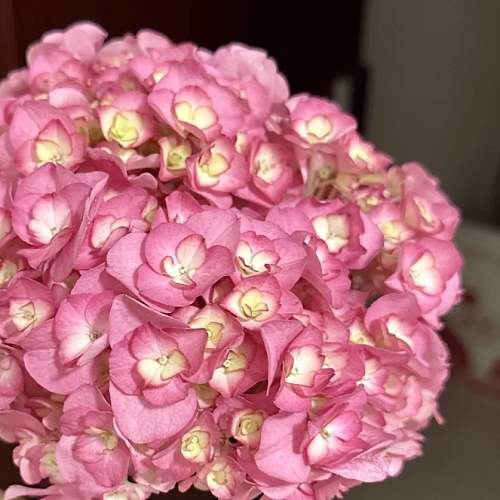 Hydrangea-Jade Butterfly fresh cut rose wholesale from China