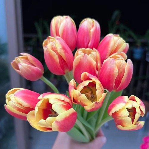Tulip-Denmark fresh cut rose wholesale from China