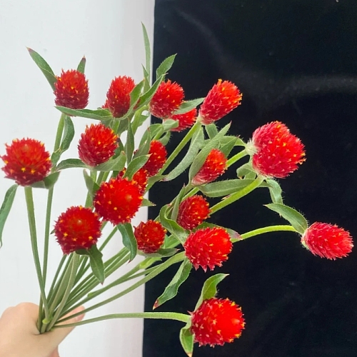 Globe Amaranth-Red fresh cut rose wholesale from China