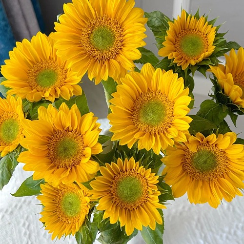Sunflower Green Center fresh cut rose wholesale from China