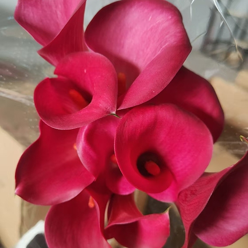 Calla Lily-Red fresh cut rose wholesale from China